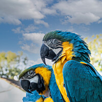 Buy canvas prints of Blue and Gold Macaws  by Holly Burgess