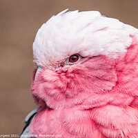 Buy canvas prints of Pink Cockatoo by Holly Burgess