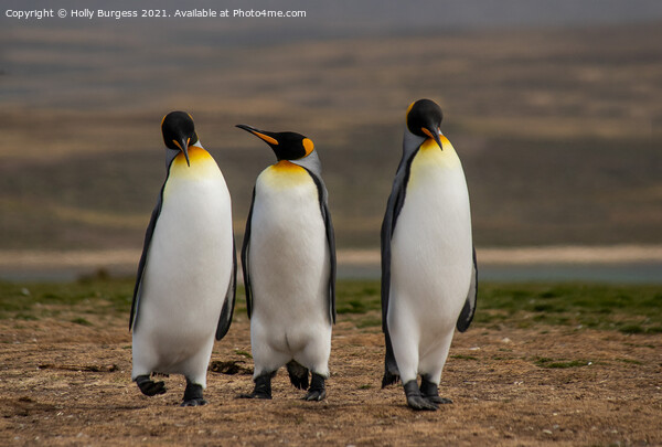 King Penguins: Falkland's Crown Jewel Picture Board by Holly Burgess