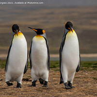 Buy canvas prints of King Penguins: Falkland's Crown Jewel by Holly Burgess