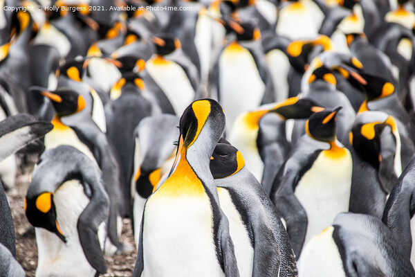 Group of penguins in Falkland isles all hugging together to keep warm  Picture Board by Holly Burgess