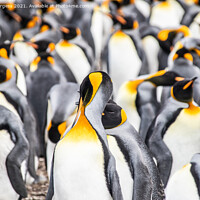 Buy canvas prints of Group of penguins in Falkland isles all hugging together to keep warm  by Holly Burgess