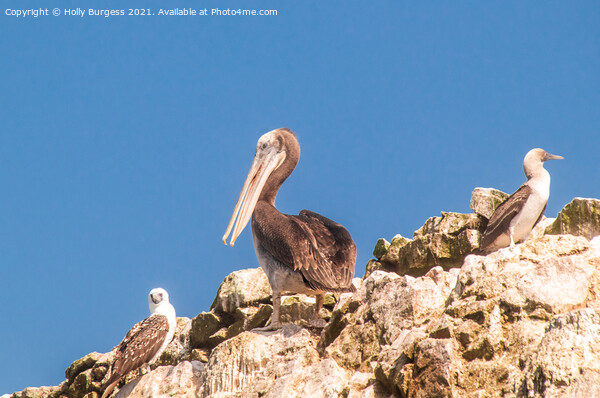 Peruvian Pelicans and Blu footed Booby from South America  Picture Board by Holly Burgess