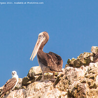 Buy canvas prints of Peruvian Pelicans and Blu footed Booby from South America  by Holly Burgess
