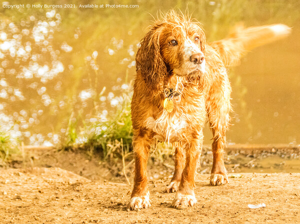 Cocker spaniel having fun in the river Picture Board by Holly Burgess
