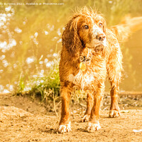 Buy canvas prints of Cocker spaniel having fun in the river by Holly Burgess
