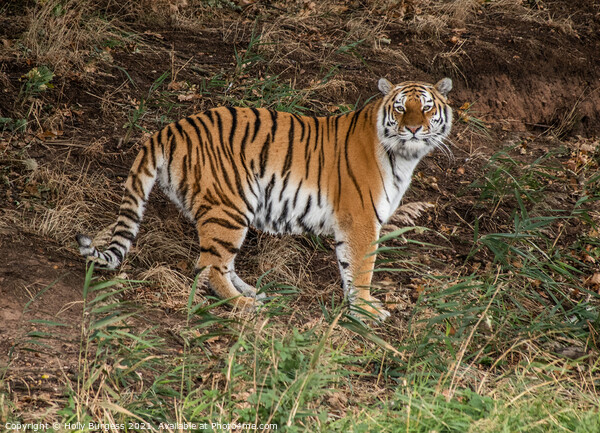 Amur Tiger cat, wild, standing his ground  Picture Board by Holly Burgess