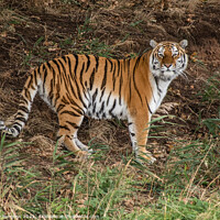 Buy canvas prints of Amur Tiger cat, wild, standing his ground  by Holly Burgess
