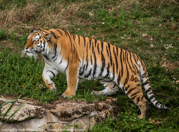 Amur Tiger also known as the Siberian tiger  Picture Board by Holly Burgess
