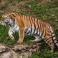 Buy canvas prints of Amur Tiger also known as the Siberian tiger  by Holly Burgess