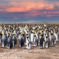 Buy canvas prints of Penguins on the beach at Falklands, as the sun is setting  by Holly Burgess