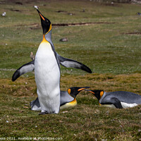 Buy canvas prints of Emperor Penguins one of the largest sea birds Over by Holly Burgess
