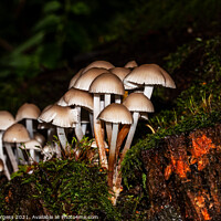 Buy canvas prints of Fungus growing in the forest  by Holly Burgess