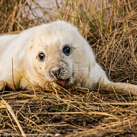Buy canvas prints of Innocence on Ice: Baby Seal Awaits by Holly Burgess