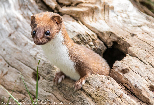 stout or weasel  Picture Board by Holly Burgess