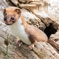 Buy canvas prints of stout or weasel  by Holly Burgess
