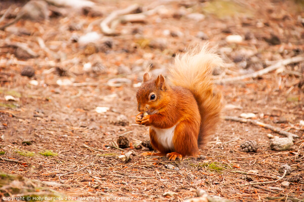 Red Squirrel or Eurasian  Picture Board by Holly Burgess