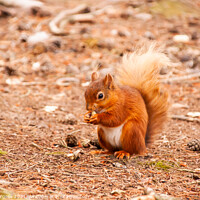 Buy canvas prints of Red Squirrel or Eurasian  by Holly Burgess
