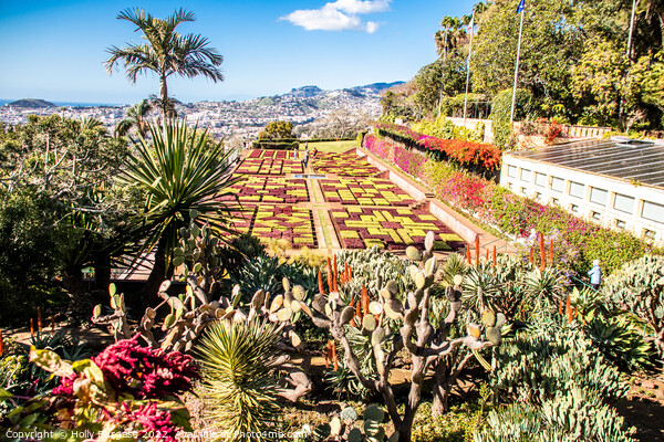 Madeira Botanical Gardens, Funchal  Picture Board by Holly Burgess