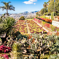 Buy canvas prints of Madeira Botanical Gardens, Funchal  by Holly Burgess