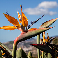 Buy canvas prints of The Exquisite Bird of Paradise by Holly Burgess