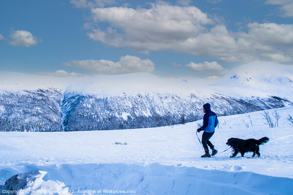 Outdoor mountain walking the dog in Tromso Norway  Picture Board by Holly Burgess