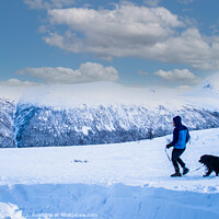 Buy canvas prints of Outdoor mountain walking the dog in Tromso Norway  by Holly Burgess