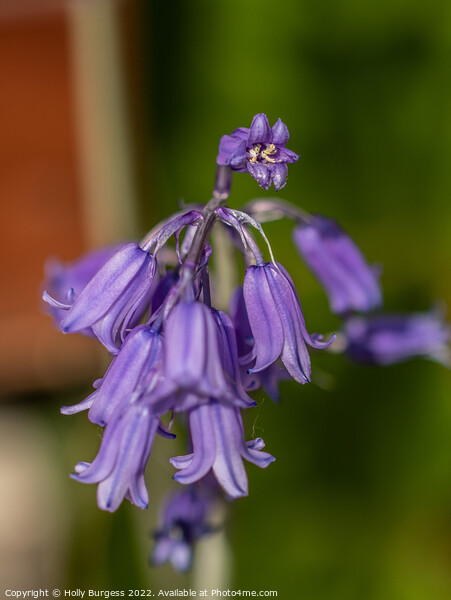 English bluebells from my garden  Picture Board by Holly Burgess