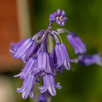 Buy canvas prints of English bluebells from my garden  by Holly Burgess