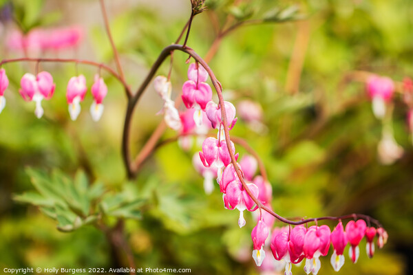 'Poetic Flourish of Asian Bleeding-Heart' Picture Board by Holly Burgess