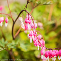 Buy canvas prints of 'Poetic Flourish of Asian Bleeding-Heart' by Holly Burgess
