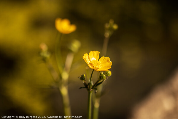 Buttercup flower, also know as Ranunculus yellow petals, on a stem  Picture Board by Holly Burgess
