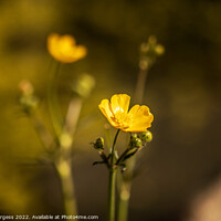 Buy canvas prints of Buttercup flower, also know as Ranunculus yellow petals, on a stem  by Holly Burgess