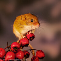 Buy canvas prints of Harvest mice sitting on red berries by Holly Burgess