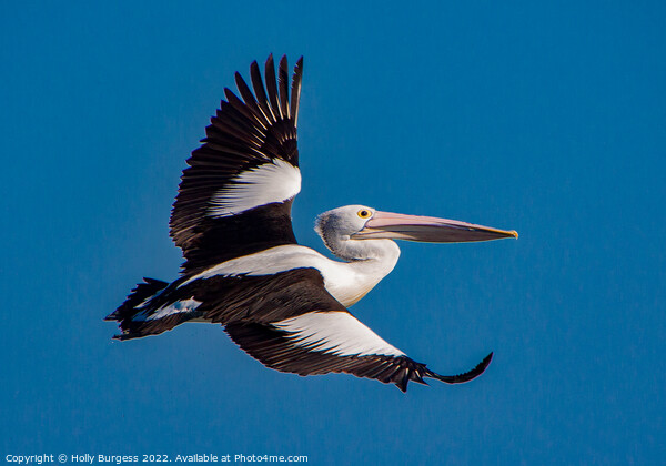 Australian Pelican full wing span flying through the air  Picture Board by Holly Burgess
