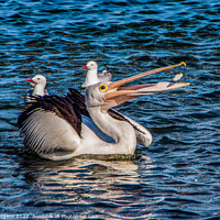 Buy canvas prints of Pelican playing with his food  by Holly Burgess