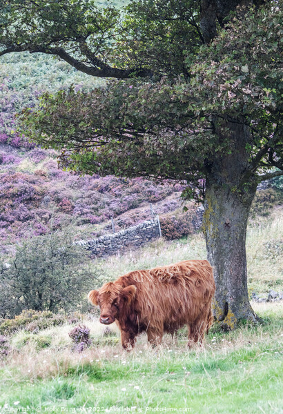 Highland cattle standing at Baslow Edge Derbyshire  Picture Board by Holly Burgess