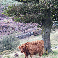 Buy canvas prints of Highland cattle standing at Baslow Edge Derbyshire  by Holly Burgess