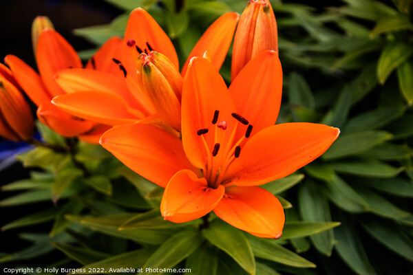 Orange Asiatic Lily flower  Picture Board by Holly Burgess