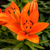 Buy canvas prints of Orange Asiatic Lily flower  by Holly Burgess