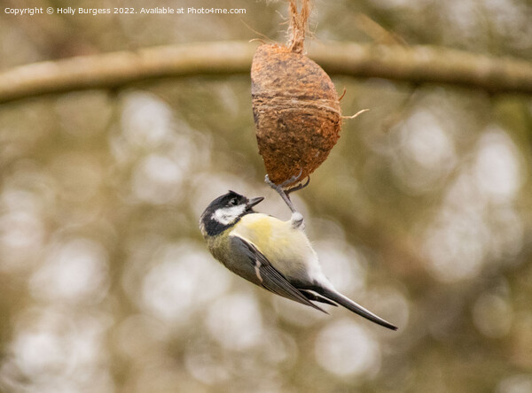 great tit hanging on a coconut shell Picture Board by Holly Burgess
