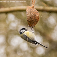 Buy canvas prints of great tit hanging on a coconut shell by Holly Burgess