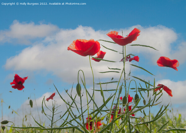 Vibrant Poppies Against Azure Sky Picture Board by Holly Burgess