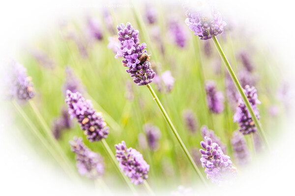 Field of Lavander  Picture Board by Holly Burgess