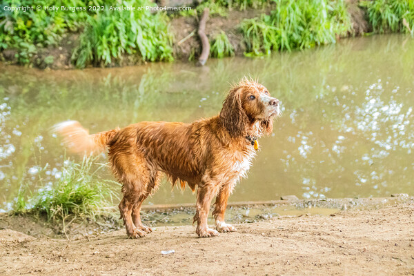 Spaniel's Water Adventure Picture Board by Holly Burgess