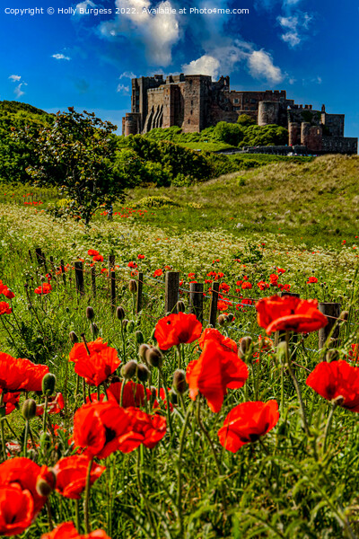 Bamburgh Castle: A Poppy Field Panorama Picture Board by Holly Burgess