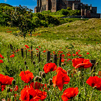 Buy canvas prints of Bamburgh Castle: A Poppy Field Panorama by Holly Burgess