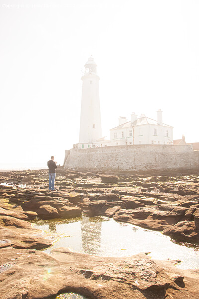 Illuminated Morning: St Marys Lighthouse in Fog Picture Board by Holly Burgess