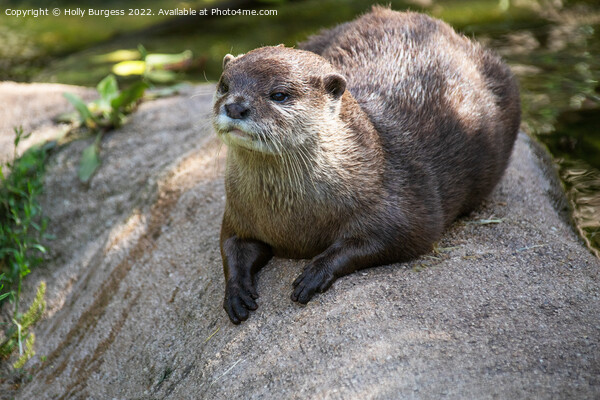 'Enchanting Asian Small-Clawed Otter Portrait' Picture Board by Holly Burgess