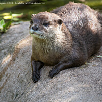Buy canvas prints of 'Enchanting Asian Small-Clawed Otter Portrait' by Holly Burgess